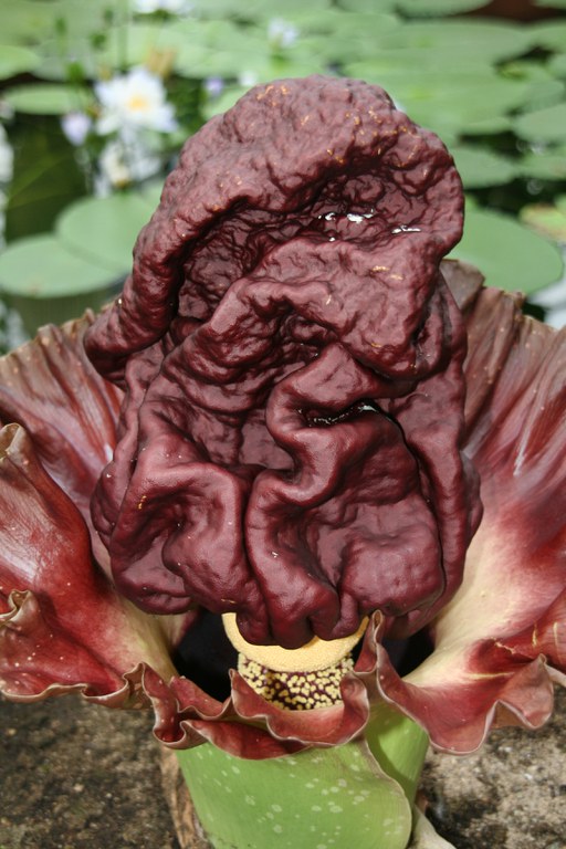 Amorphophallus_paeoniifolius_12736_W.Lobin.jpg