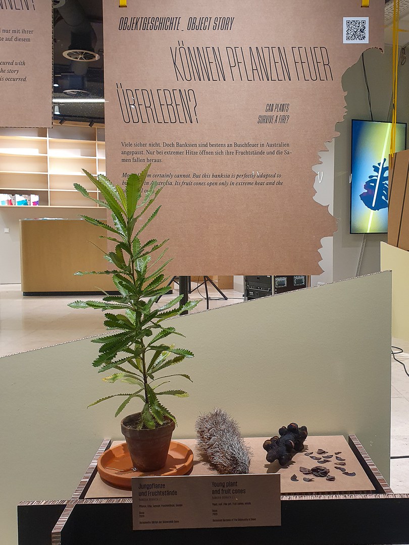 Banksia serrata in der Ausstellung Objektgeschichten