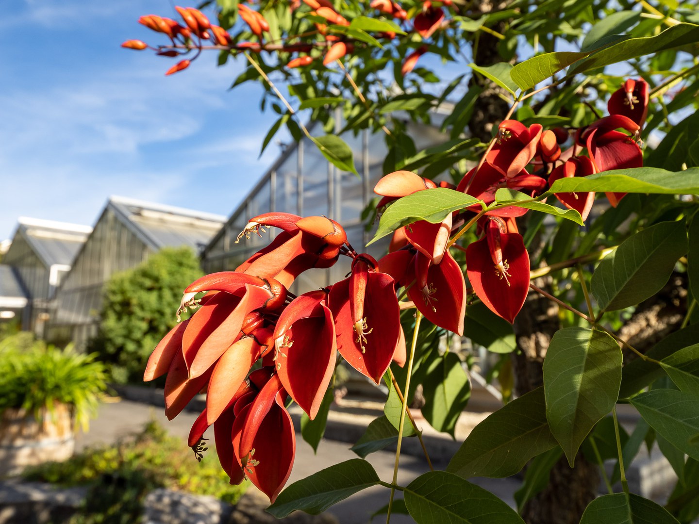 Korallenstrauch (Erythrina crista-galli)