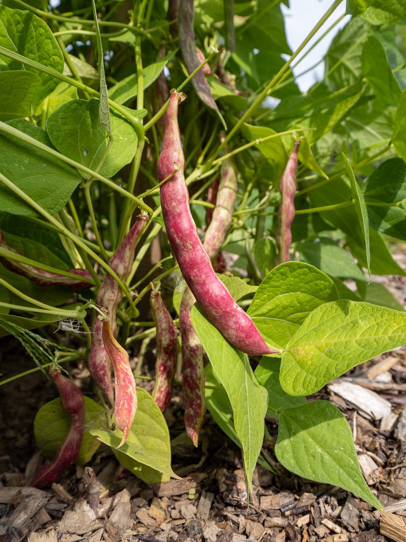 regionale Bohnensorte 'Möschebonne'