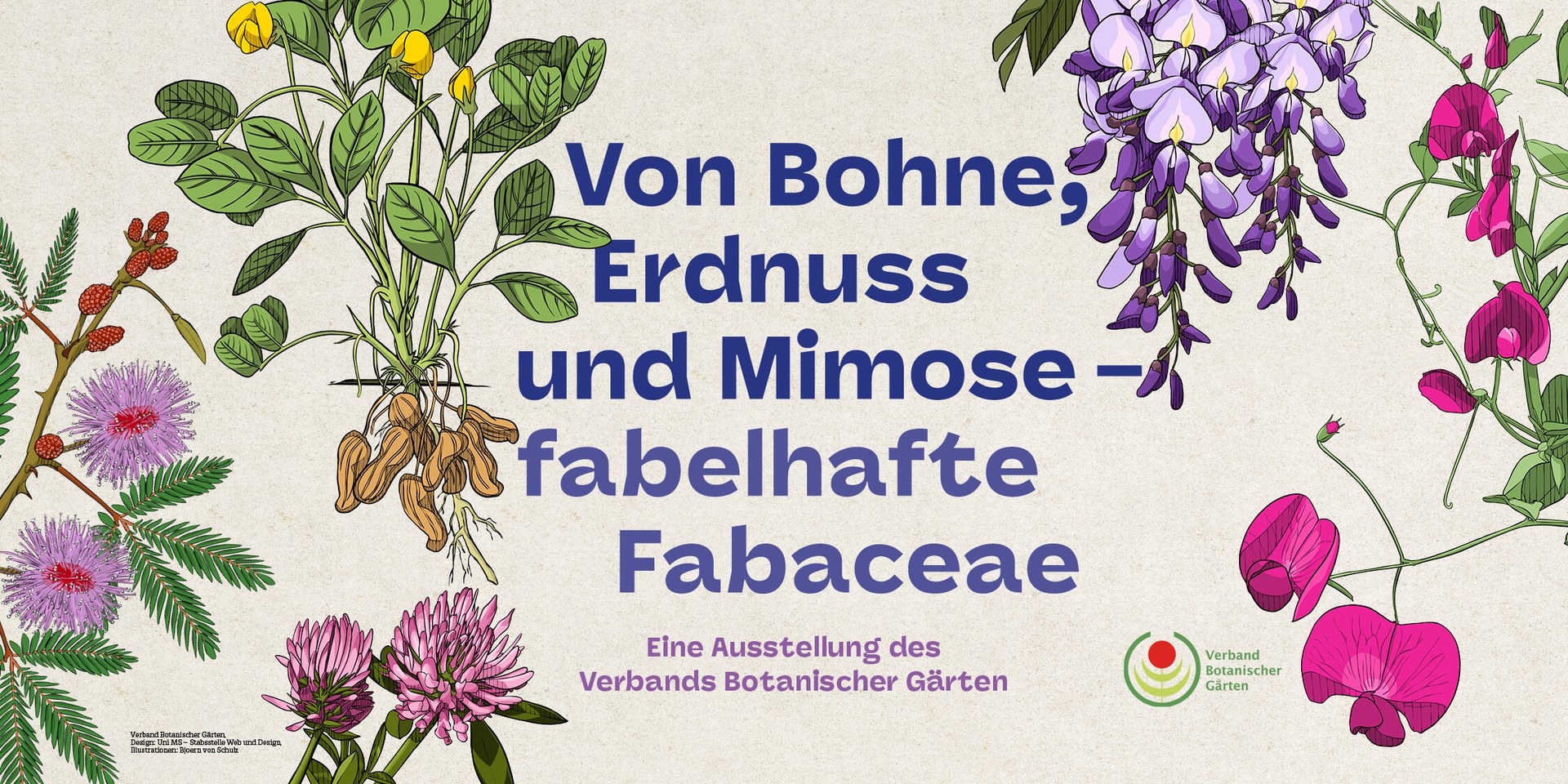 Ausstellung: Von Bohne, Erdnuss und Mimose - Fabelhafte Fabaceae