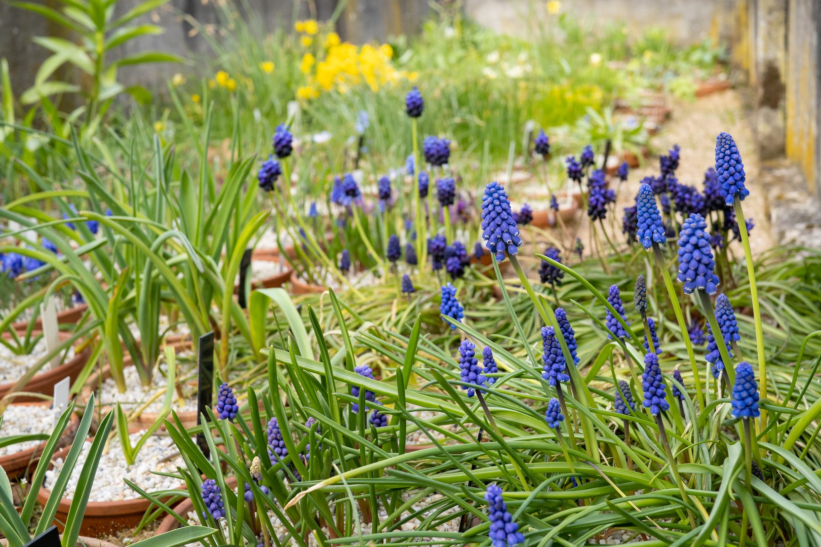 Traubenhyazinthen (Muscari) in der Geophyten-Sammlung der Botanischen Gärten der Uni Bonn.