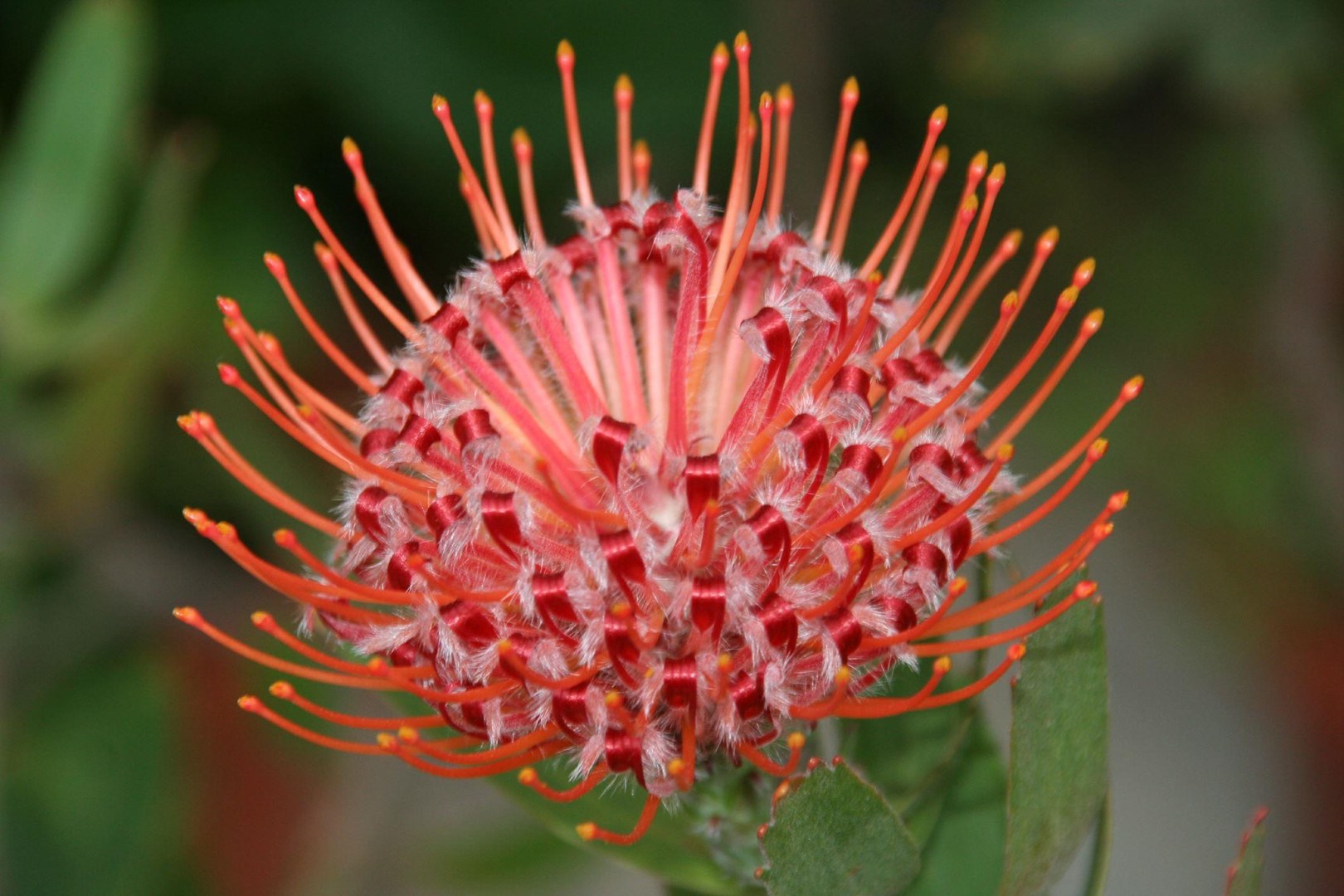 Leucospermum glabrum