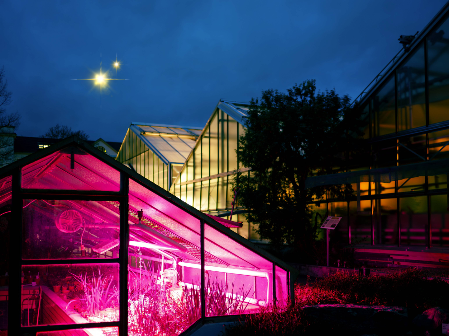 Weihnachtsstimmung in den Botanischen Gärten