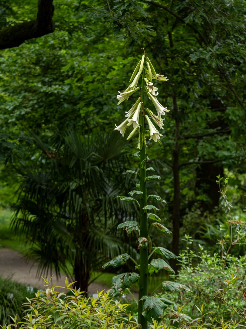 Himalaja-Riesenlilie (Cardiocrinum giganteum)
