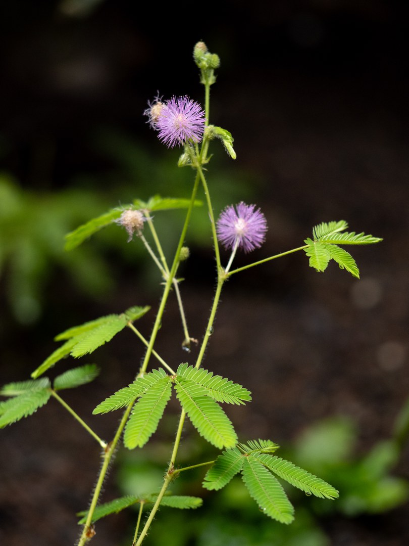 Mimosa pudica im Regenwaldhaus