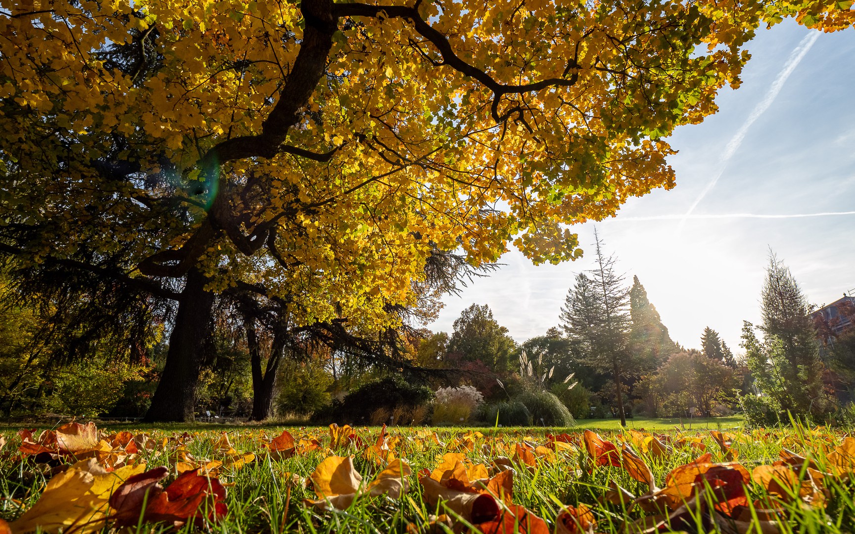 Herbst im Botanischen Garten am Poppelsdorfer Schloss